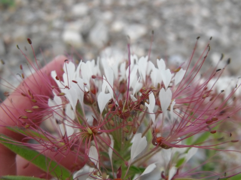 Polanisia trachysperma / Polanisia